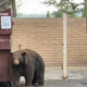 One of several Hanks inspecting dumpsters for tasty morsels.